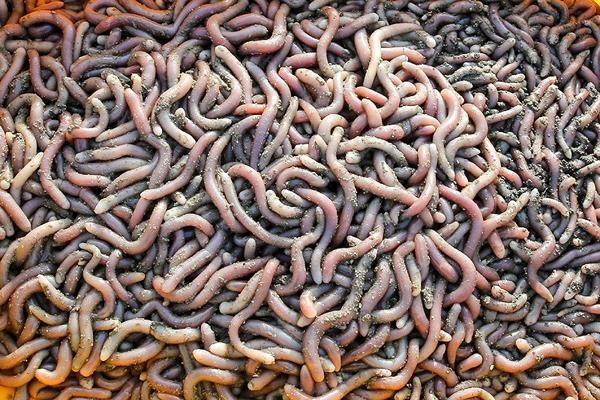 Van Don Quang Ninh anh 2