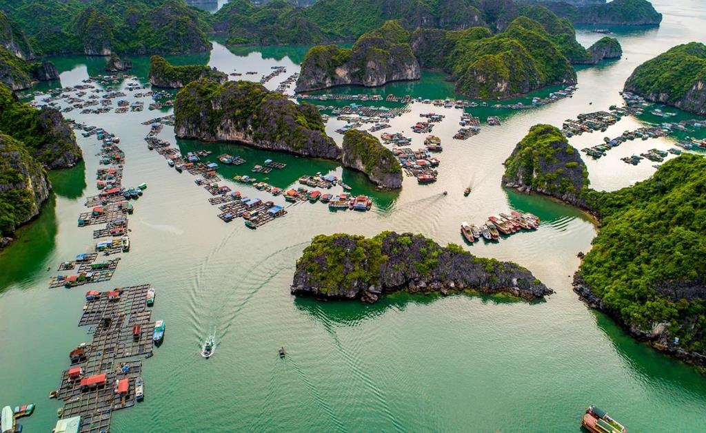 Vàng đen ảnh 4 Vang den anh 4