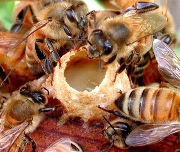 Mật ong đắt như vàng ảnh 4 Mat ong dat nhu vang anh 4