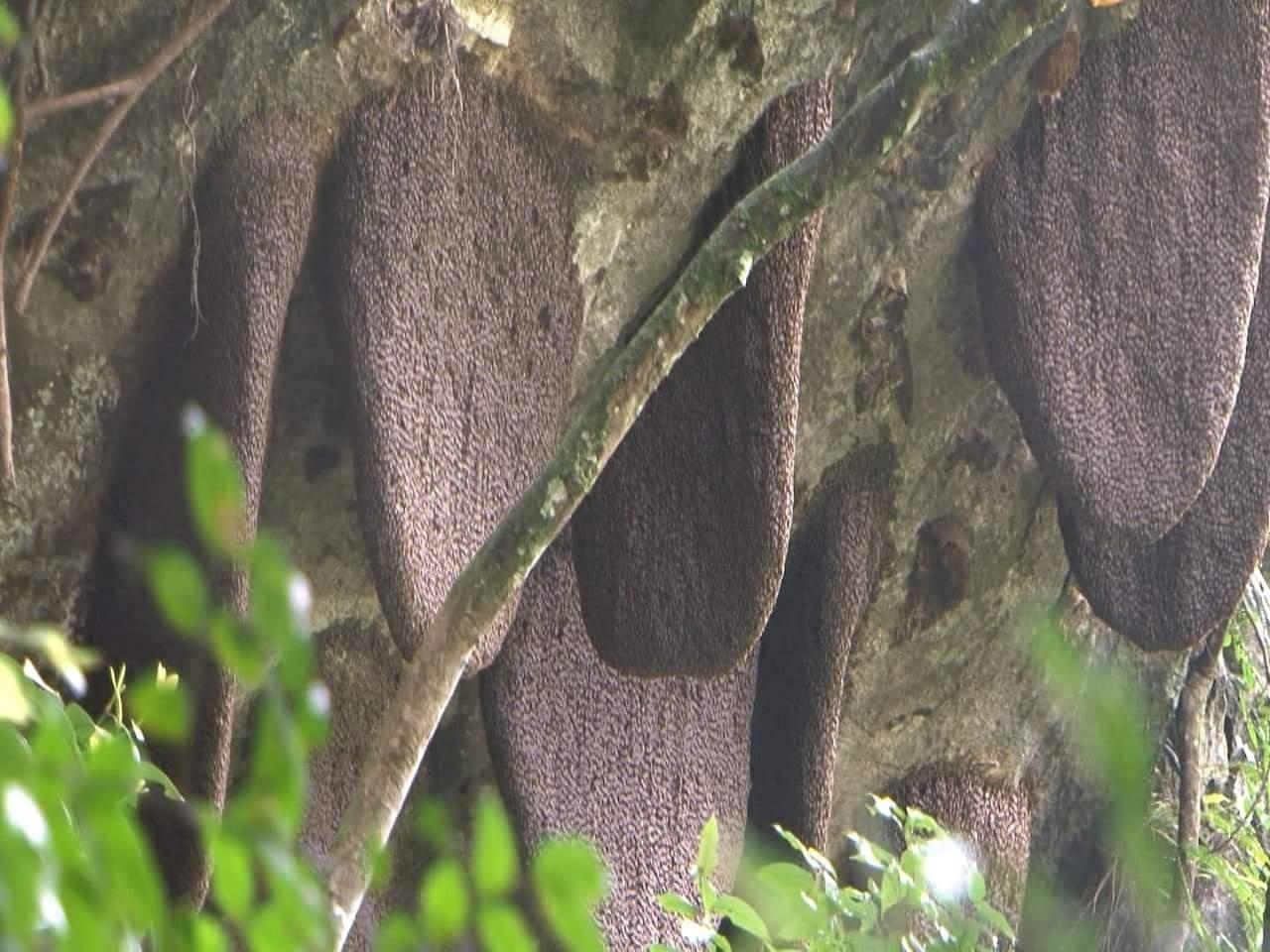 Mật ong đắt như vàng ảnh 5 Mat ong dat nhu vang anh 5