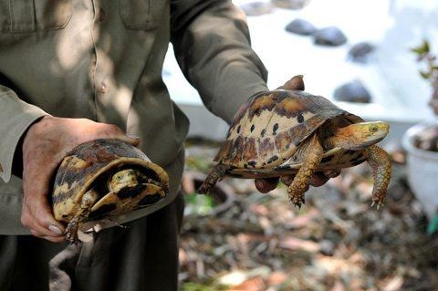 Phong tuc cac nuoc Dong Nam A anh 3