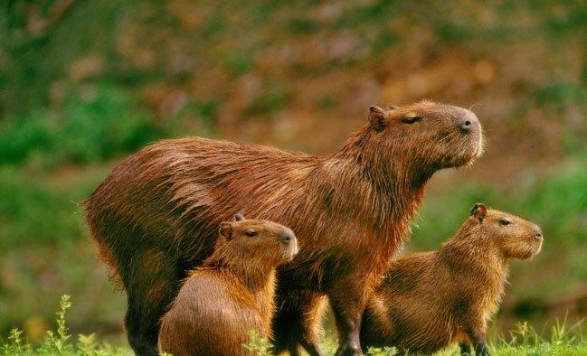 Rừng Amazon ảnh 4 Rung Amazon anh 4