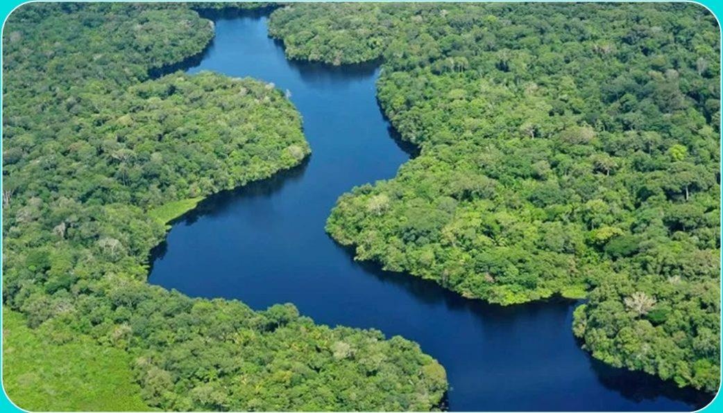 Rừng Amazon ảnh 6 Rung Amazon anh 6