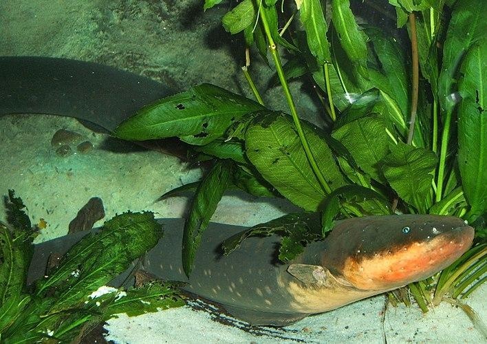 Loai luon co the phong ra dong dien manh, gay chet nguoi nhanh chong hinh anh