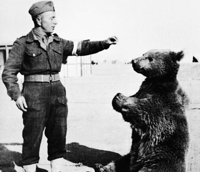 Chu gau Vojtek anh 4