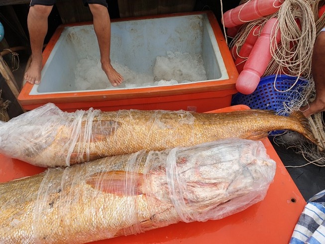 Cá sủ vàng ảnh 2 Ca su vang anh 2