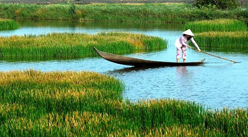 Cá sủ vàng ảnh 6 Ca su vang anh 6