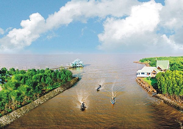 Cá sủ vàng ảnh 8 Ca su vang anh 8