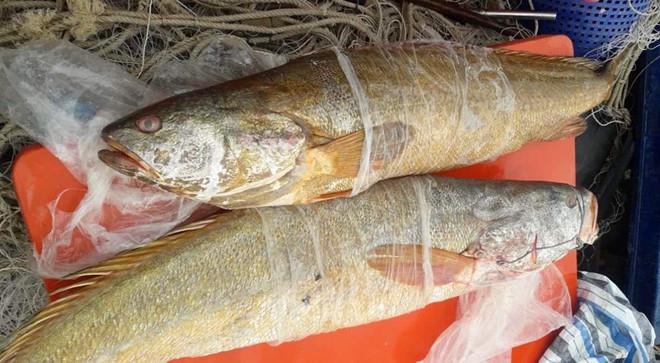 Cap ca su vang 70 kg o Ca Mau quy hiem nhu the nao? hinh anh