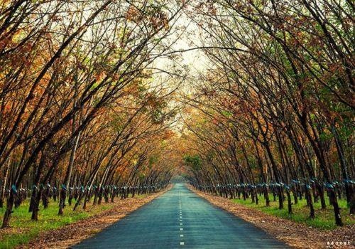 Tinh nao co dien tich lon nhat mien Nam? hinh anh