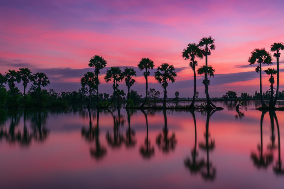 Thốt nốt ảnh 2 Thot not anh 2