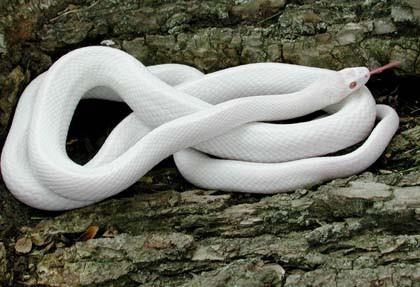 Loai ran kich doc gia ban hang tram trieu dong/con hinh anh