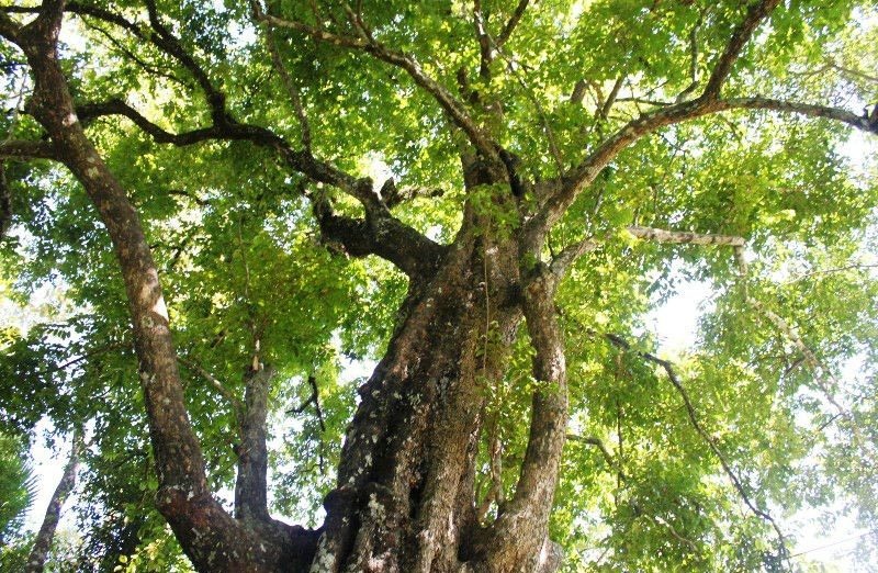 Cay thi 700 nam, noi vua Le Loi tung cat mau an the hinh anh