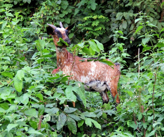 Tet Duong lich anh 6