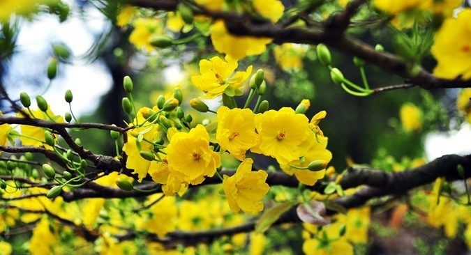 Tai sao nguoi mien Nam mua hoa mai, mien Bac chon dao choi Tet? hinh anh
