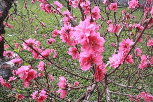 Tet Nguyen dan anh 5