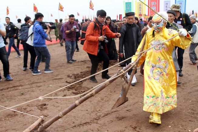 Cay ruong dau nam anh 5
