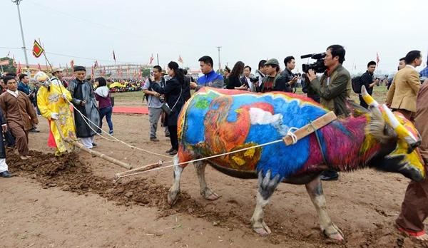 Cay ruong dau nam anh 4