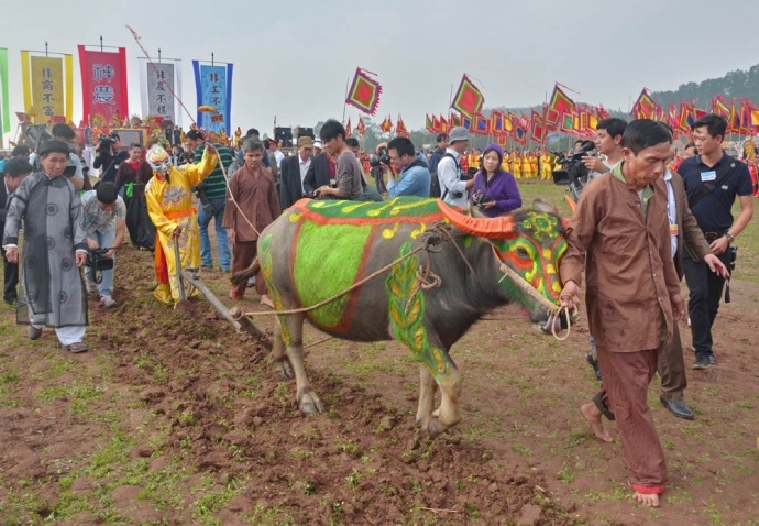 Cay ruong dau nam anh 8