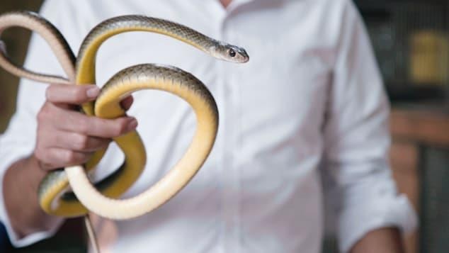 Ngoi lang co o Ha Noi noi tieng voi nghe nuoi ran hinh anh