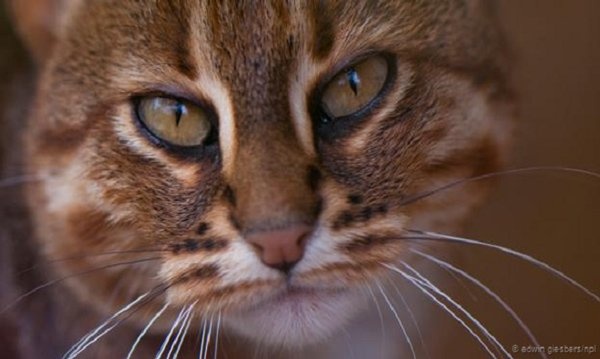 Biet danh quoc gia anh 7