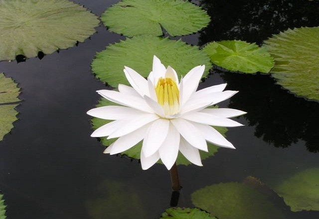 Hoa sung trang la bieu tuong cua nuoc nao? hinh anh