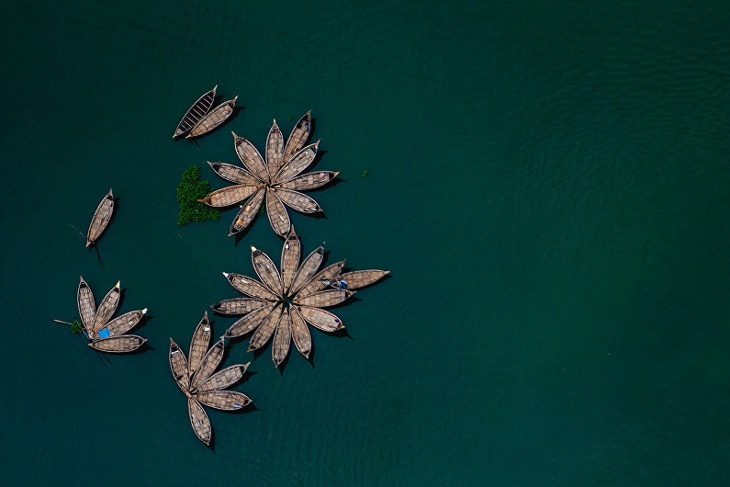 Hoa sung trang anh 5