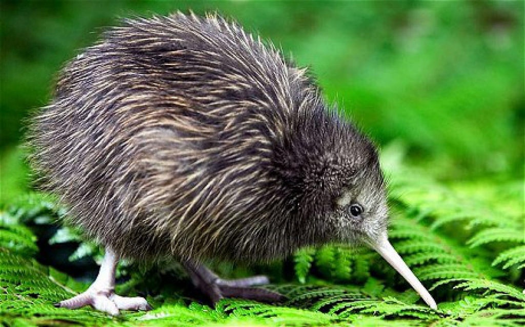 New Zealand ảnh 1 New Zealand anh 1