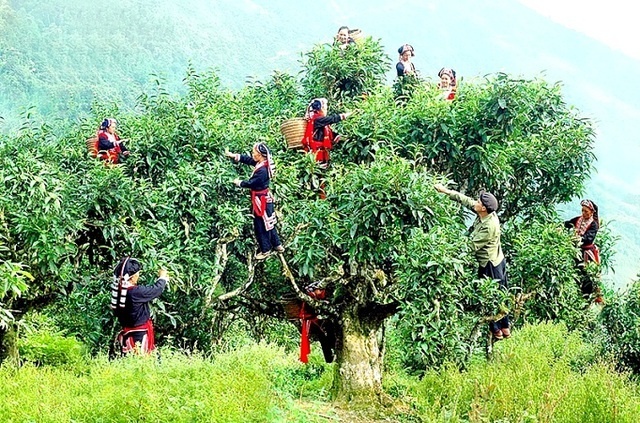 Du lịch Hà Giang ảnh 6 Du lich Ha Giang anh 6