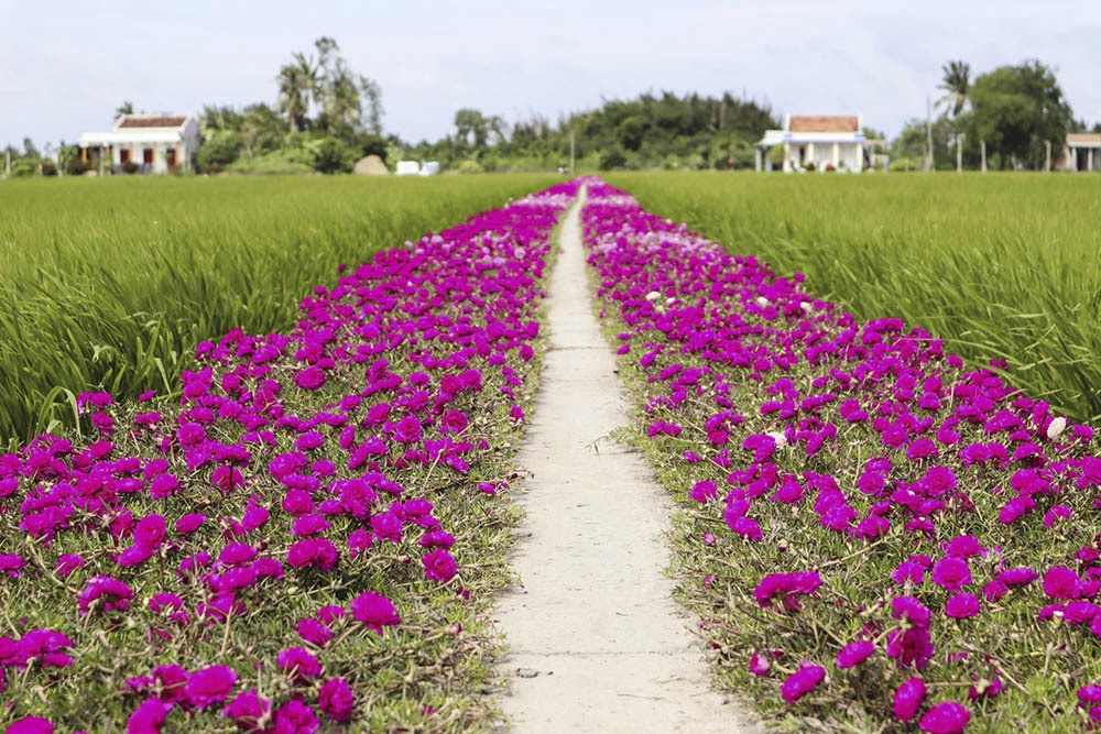 Du lịch miền Tây ảnh 4 Du lich mien Tay anh 4