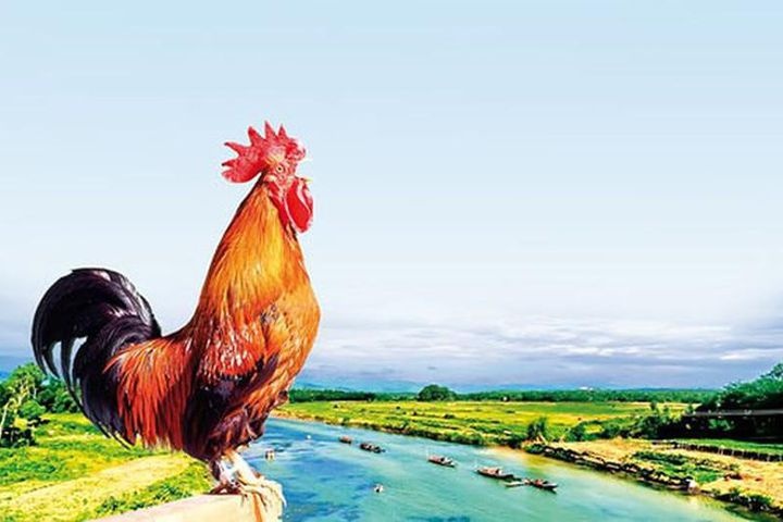 Noi nao o nuoc ta 1 con ga gay 3 nuoc cung nghe? hinh anh