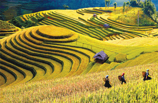 Ruộng bậc thang ảnh 2 Ruong bac thang anh 2
