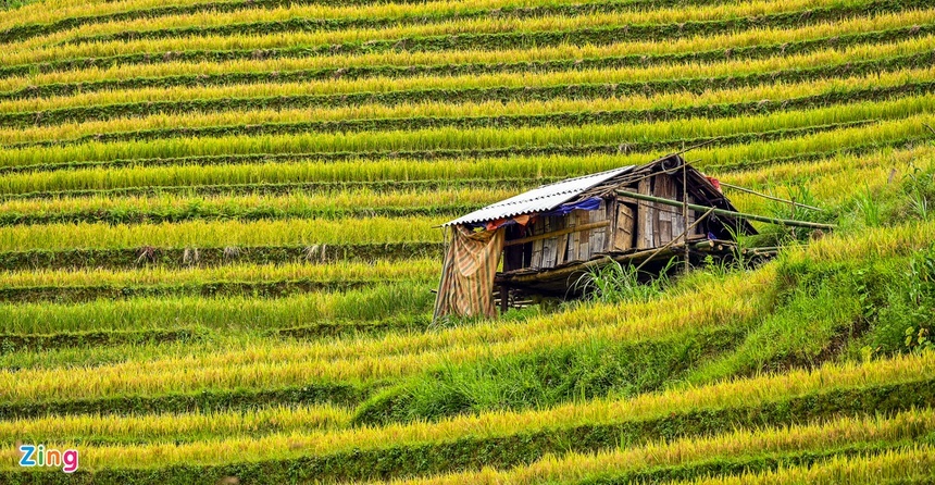 Ruộng bậc thang ảnh 5 Ruong bac thang anh 5