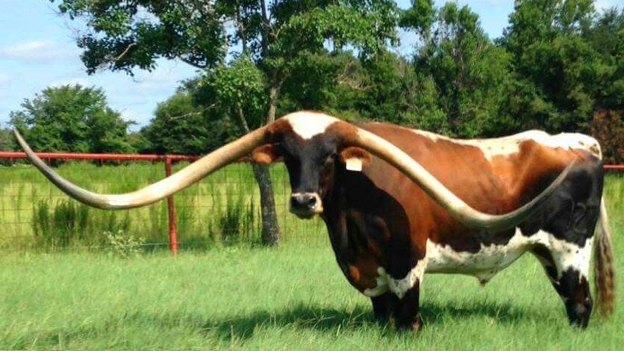 Bo sung dai nuoc My anh 1