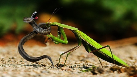 Vu khi giup bo ngua an thit duoc ran co hinh anh