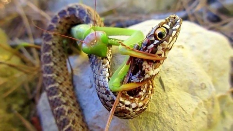 Bo ngua an thit ran anh 4