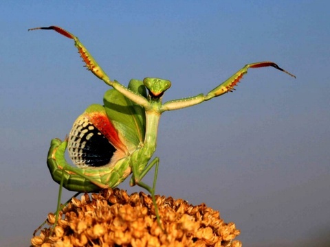 Bo ngua an thit ran anh 5