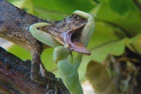 Bo ngua an thit ran anh 6