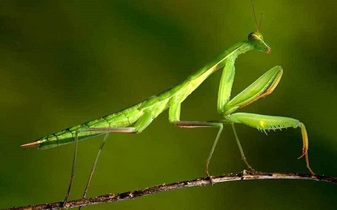 Bo ngua an thit ran anh 8