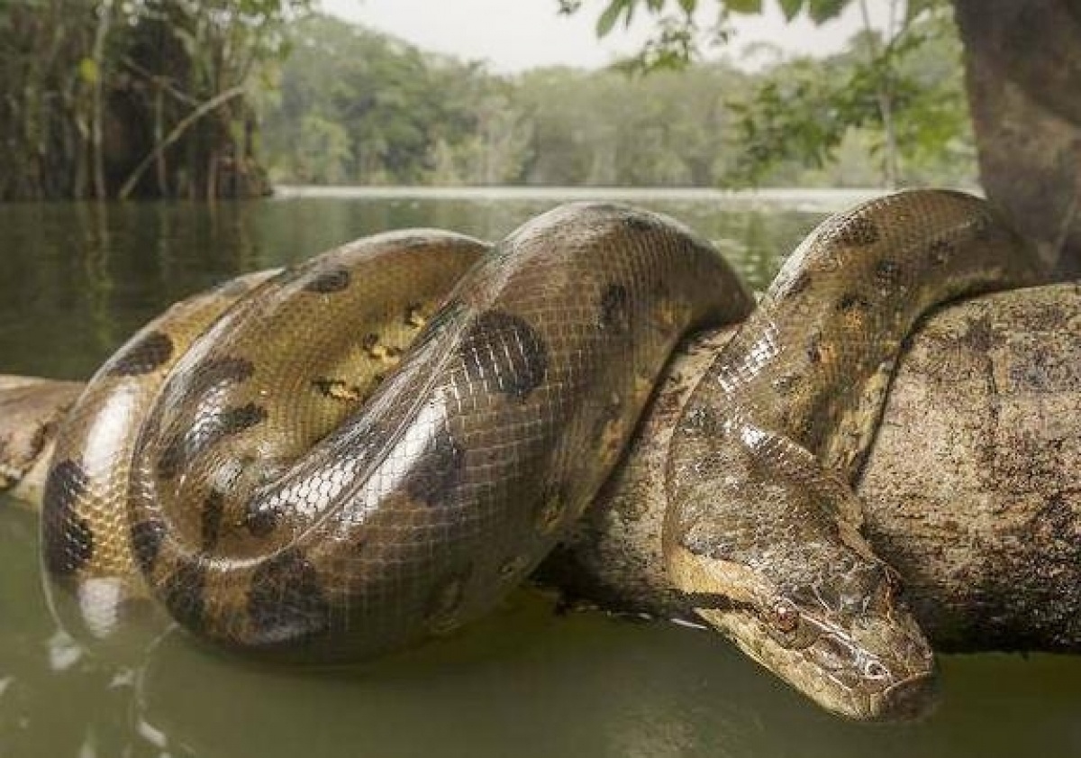 Tran Anaconda va nhung thuy quai chet nguoi tren song Amazon hinh anh
