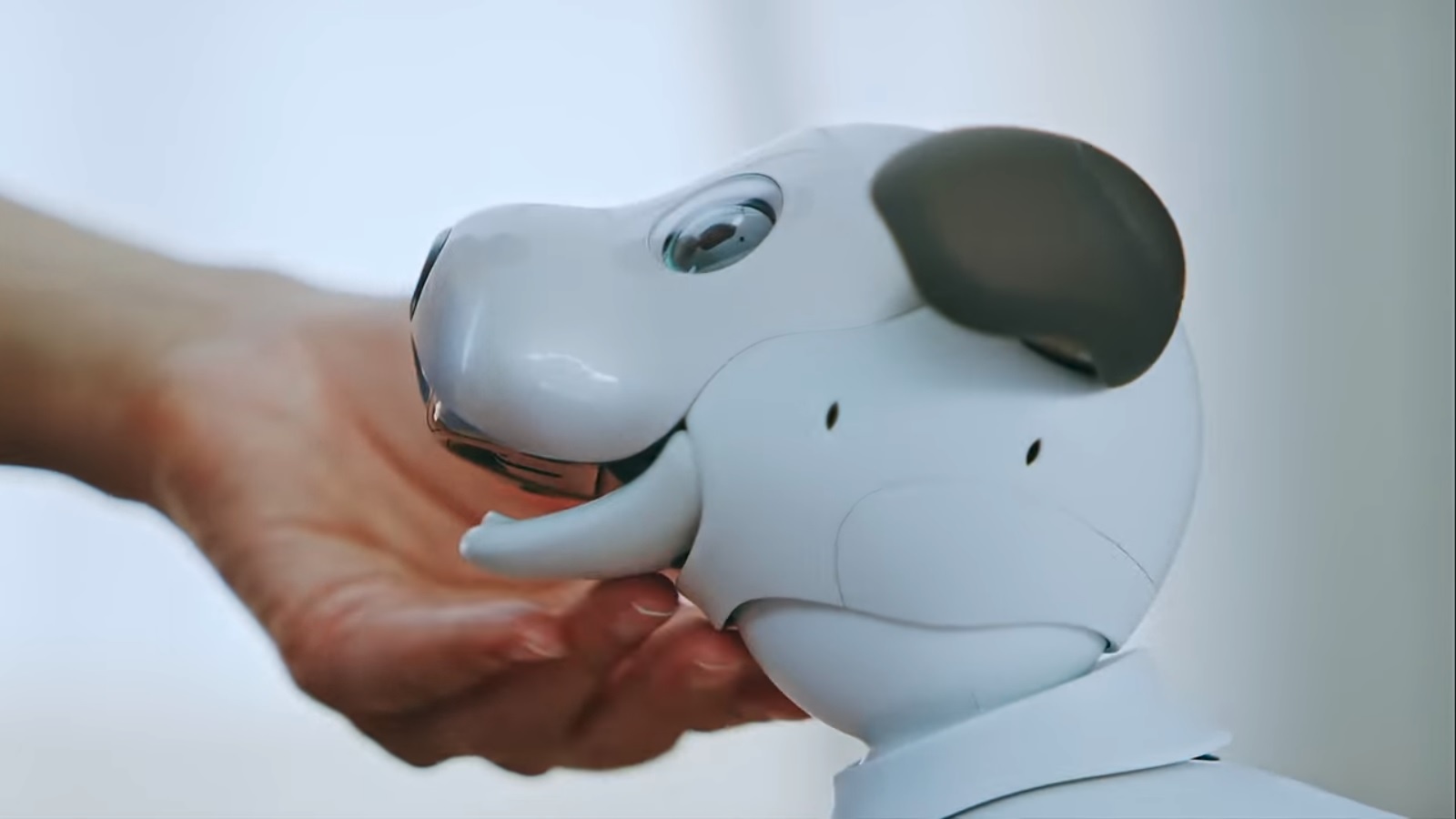 Cau chuyen cua Aibo hinh anh