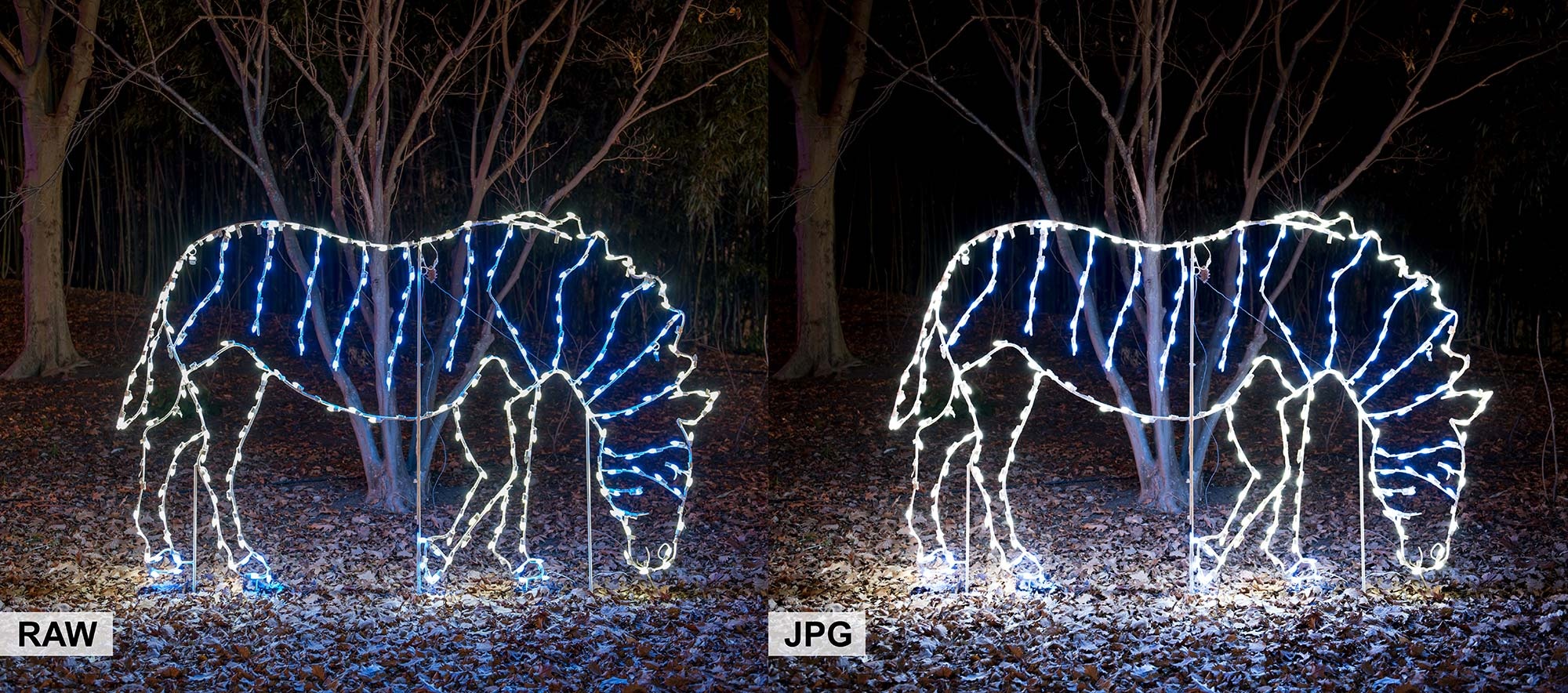 meo chup anh Giang sinh anh 11