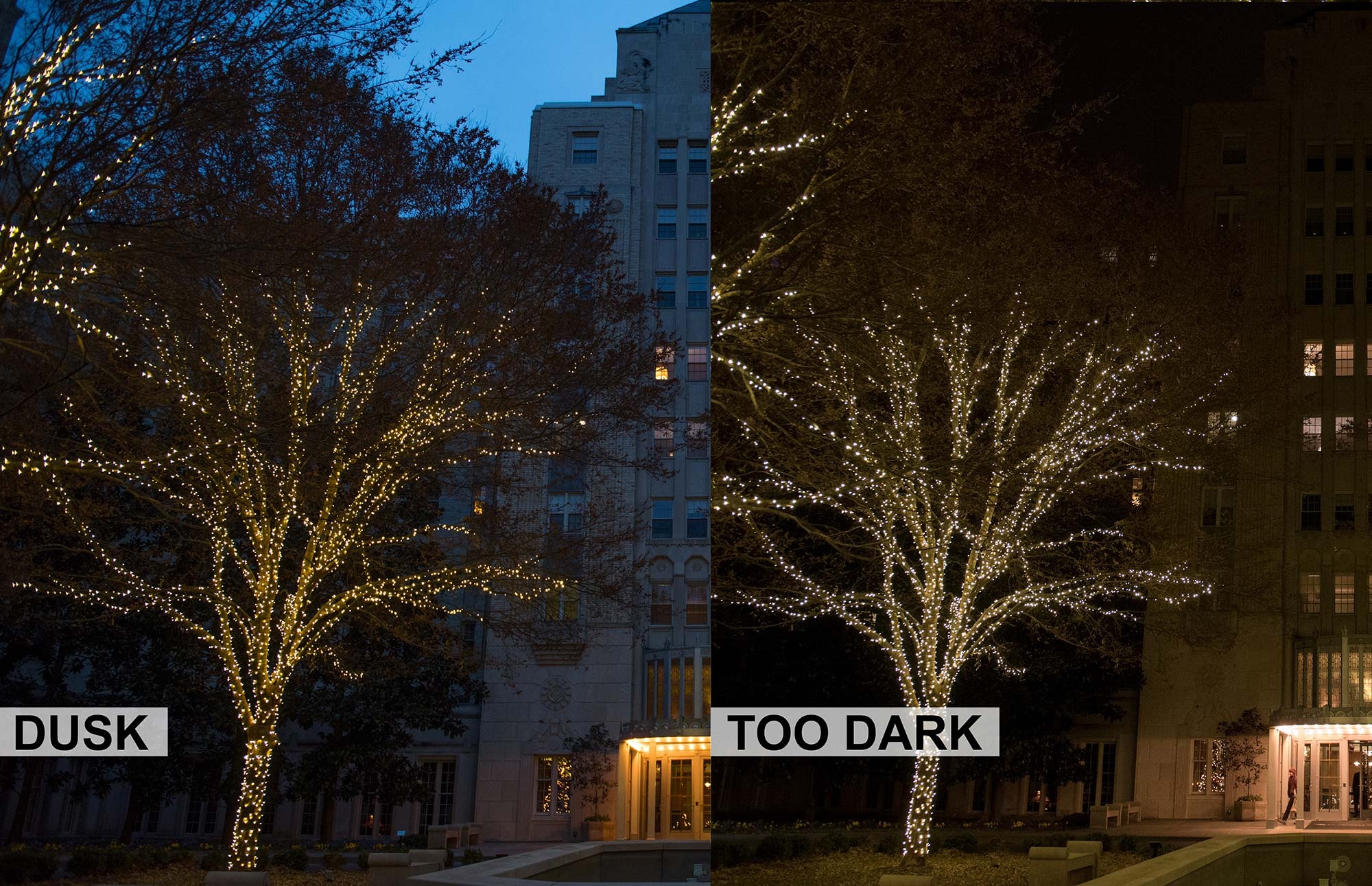 meo chup anh Giang sinh anh 1