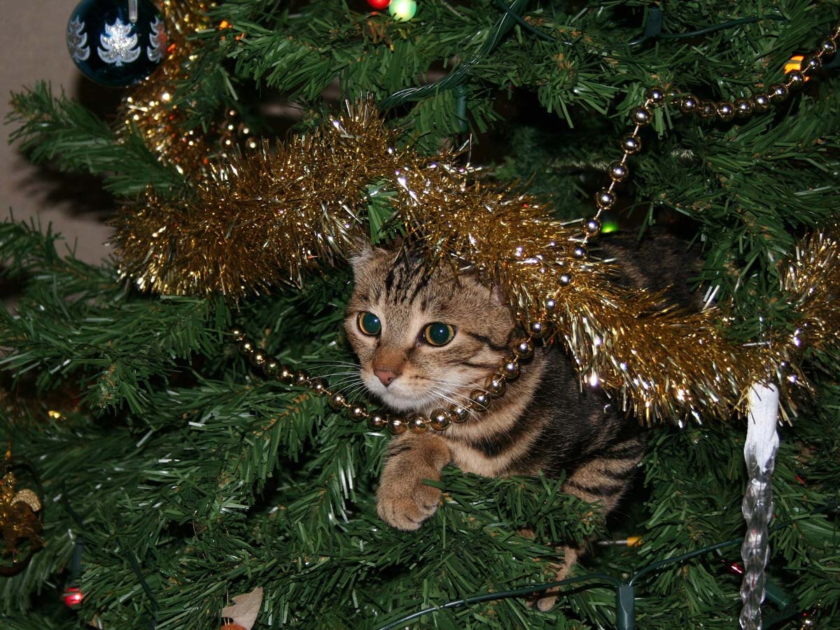 meo chup anh Giang sinh anh 3