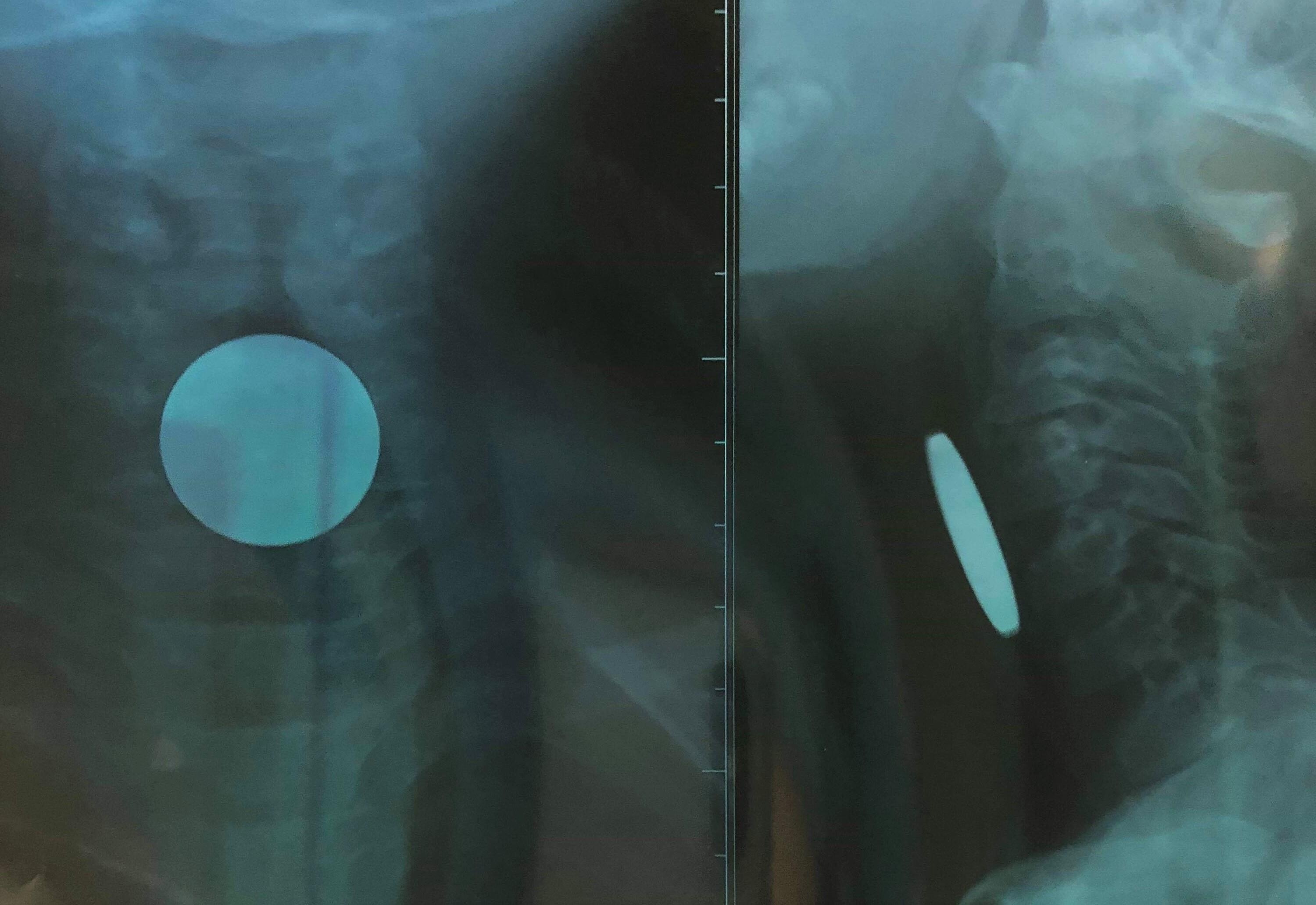 nuốt đồng xu ảnh 1 nuot dong xu anh 1