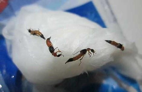 Sinh vien ky tuc xa khon kho vi kien ba khoang hinh anh