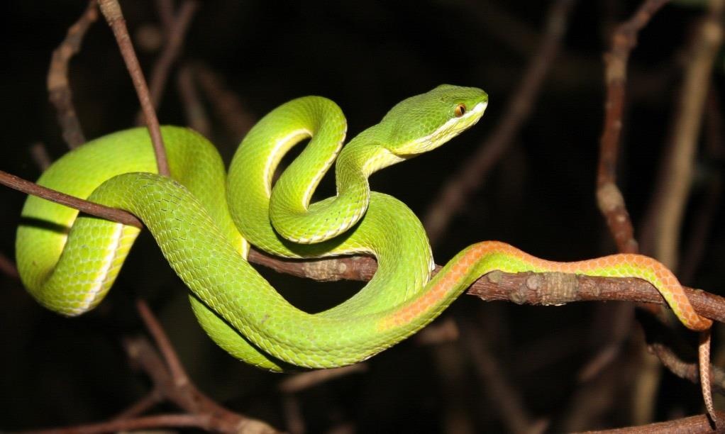 Be trai 2 tuoi bi ran luc duoi do bo vao nha can hinh anh