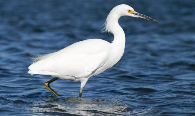 Nguoi phu nu bi co mo rach giac mac khi dang bay chim hinh anh