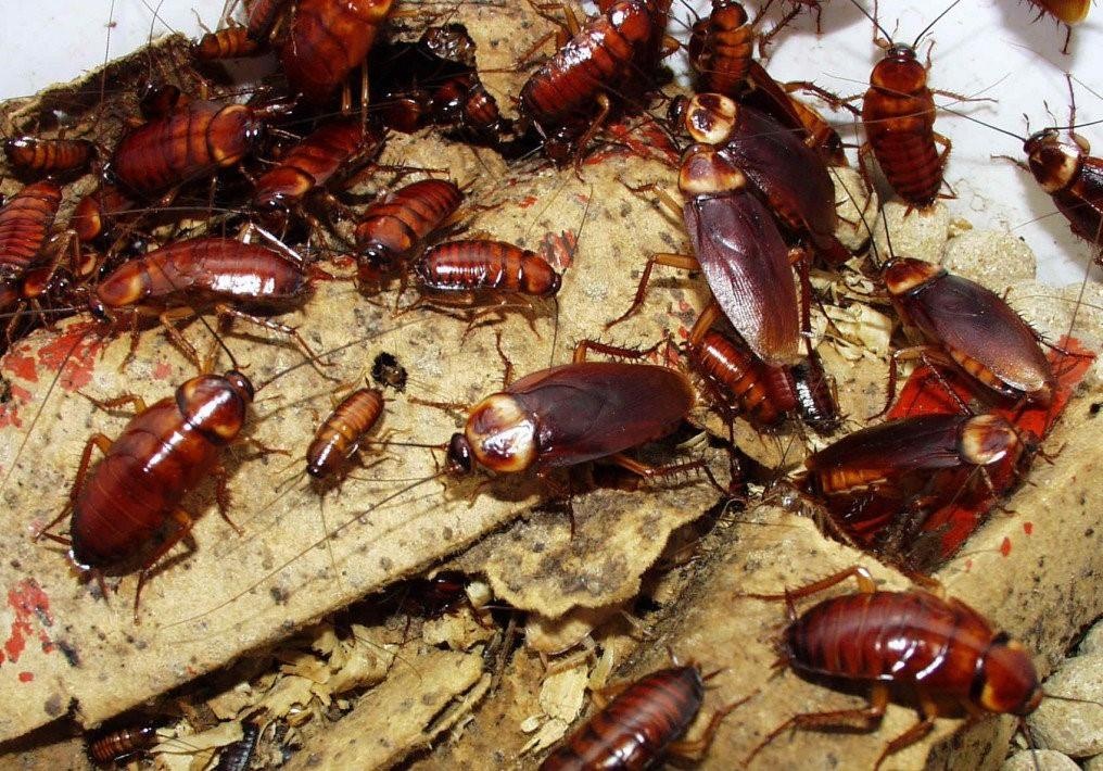 Hon 10 con gian song trong tai nguoi dan ong hinh anh