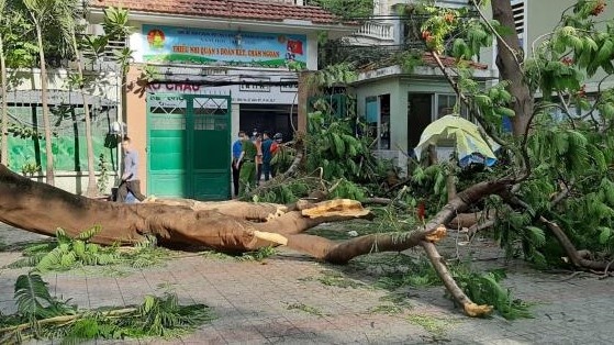 Cay phuong bat goc de nhieu hoc sinh o TP.HCM, mot em tu vong hinh anh